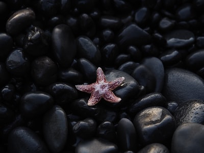 黑色和灰色石头上的棕色海星